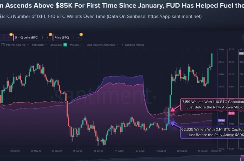  Smaller Bitcoin Holders Sold Before $85K Rally as 69,494 Wallets Exit