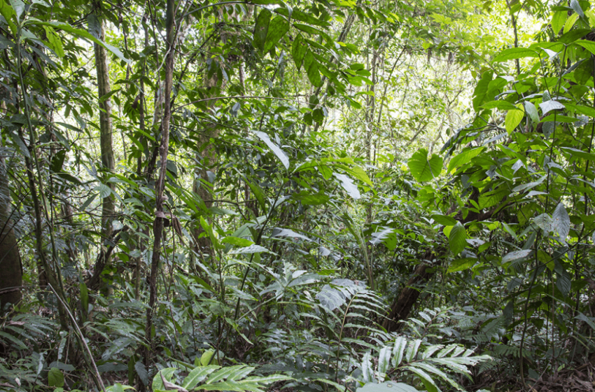 Sixteen Years After 12,000 Tons of Orange Peels, a Costa Rica Forest Grew Back