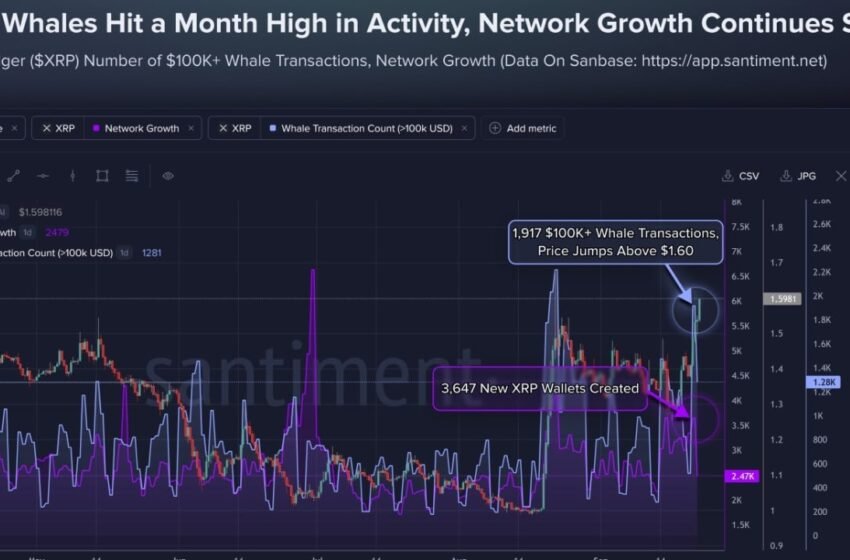  XRP Tops $1.60 as 1,917 Whale Transactions Hit Monthly High