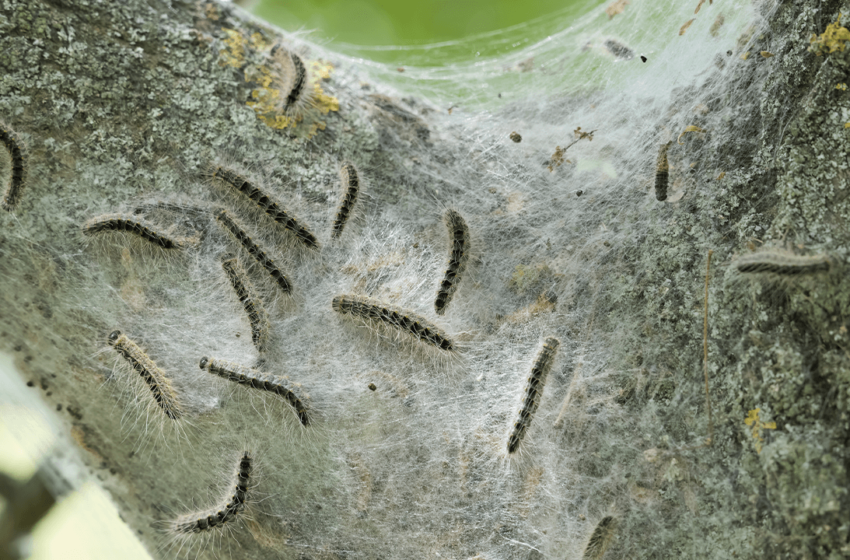  Oak Trees Have a Sneaky Trick to Starve the Caterpillars Eating Them