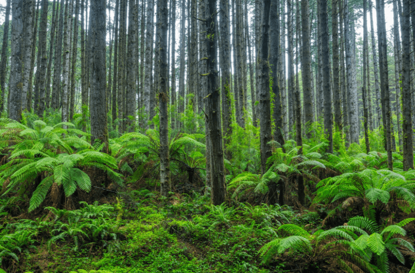 Scientists Stumbled Back Onto a Forest Experiment Abandoned for 30 Years, and the Results Stunned Them